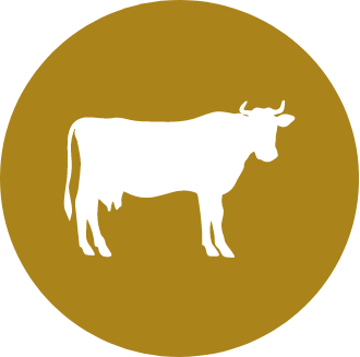 Vache